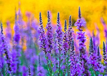 《最终幻想16》正式版与早期版对比图 画面效果大改